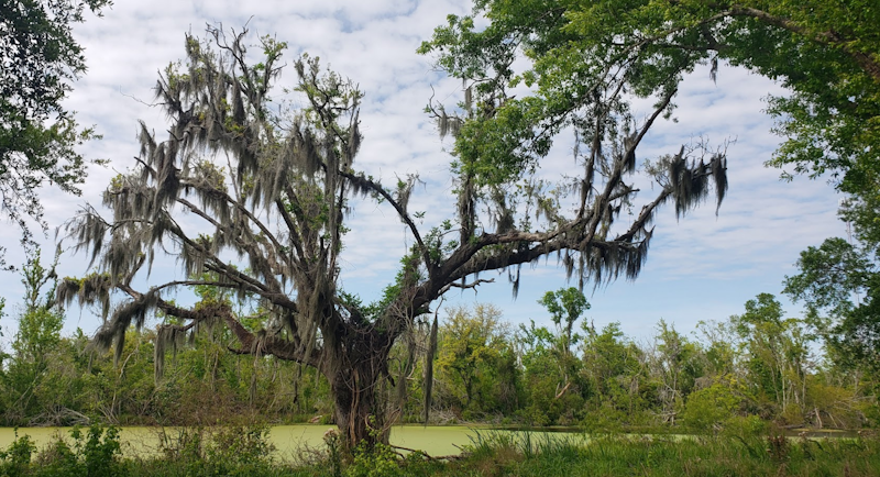 Shell Mound Road Tree.