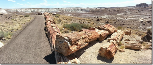 That’s petrified wood boys and girls